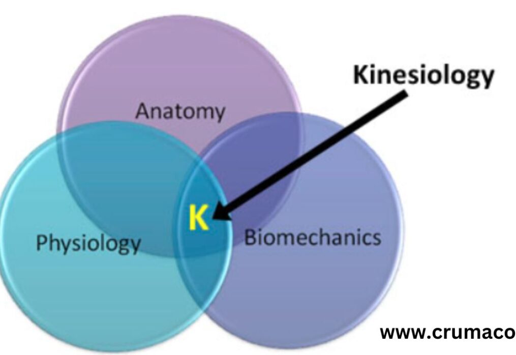 Branches of Kinesiology