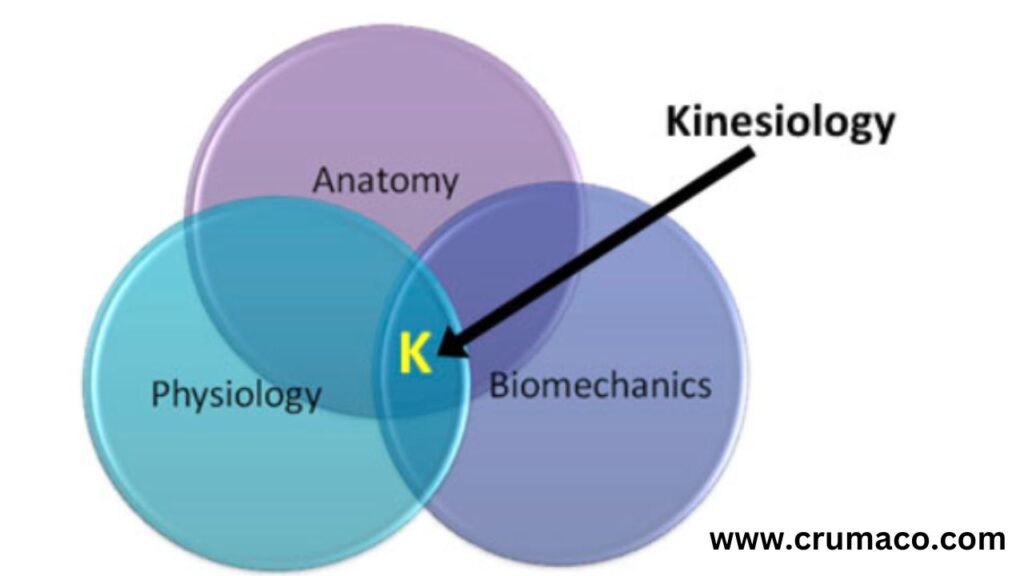 branches of kinesiology